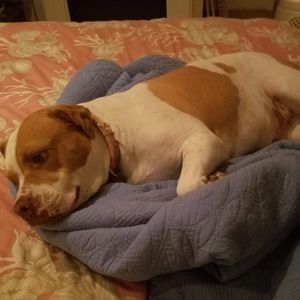 Meet your Posher, Lisa potter